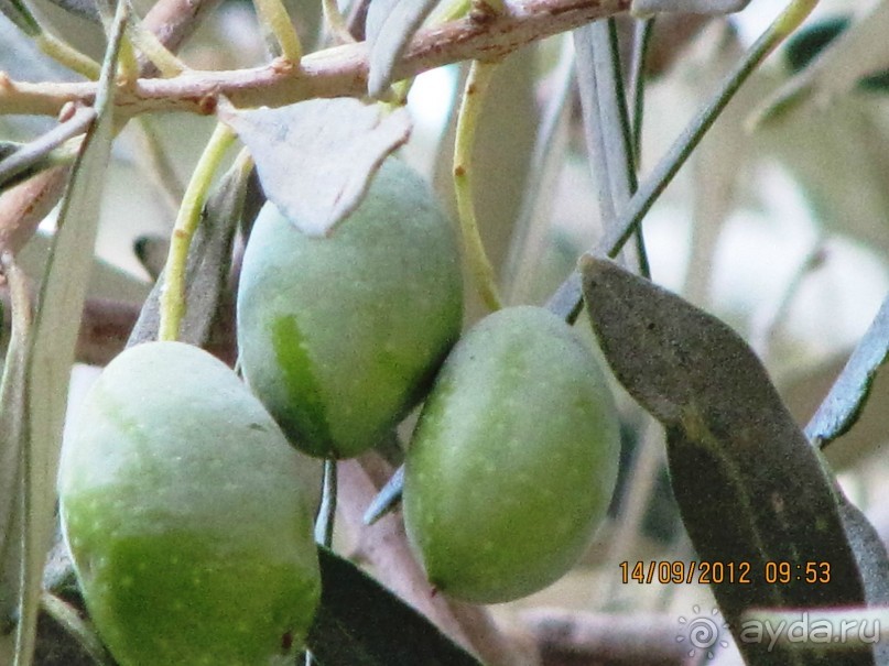 Гефсиманский сад