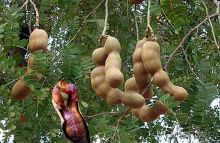 Фрукты, часть 3 ► Нячанг Вьетнам