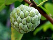 Фрукты, часть 3 ► Нячанг Вьетнам