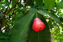 Фрукты, часть 3 ► Нячанг Вьетнам