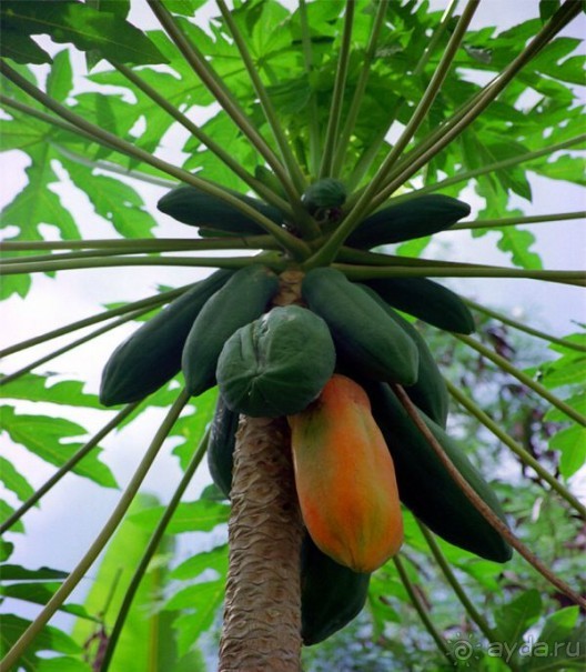 Фрукты, часть 3 ► Нячанг Вьетнам