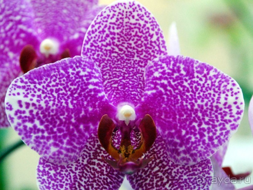 Туры. Водопад Пренн с садом цветов 2014 ► Далат Вьетнам