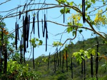 Аллея орхидей ► Нячанг Вьетнам