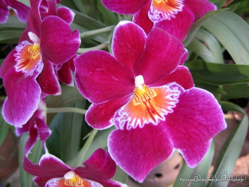 Цветы 2 ► Нячанг Вьетнам