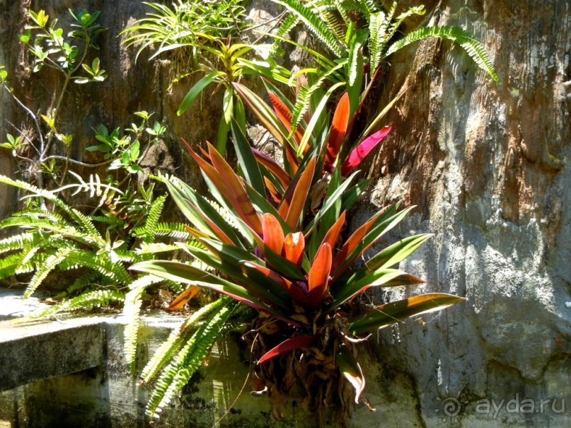 Ручей орхидей ► Нячанг Вьетнам