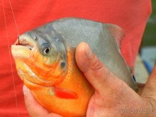 Туры. Рыбалка на горном озере ►Нячанг Вьетнам