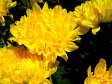 Восточный Новый Год. Цветы и подарки ► Нячанг Вьетнам