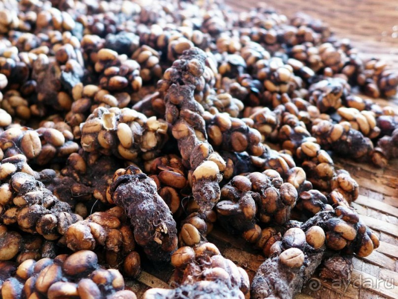 Туры. Кофейные плантации 2014 ► Далат Вьетнам