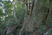 Водопады Ba Ho ► Нячанг Вьетнам