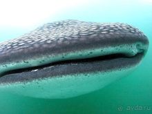 Места. Институт Океанографии 2014 ►Нячанг Вьетнам