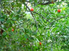 Заповедник Hon Ba. Дорога ► Нячанг Вьетнам