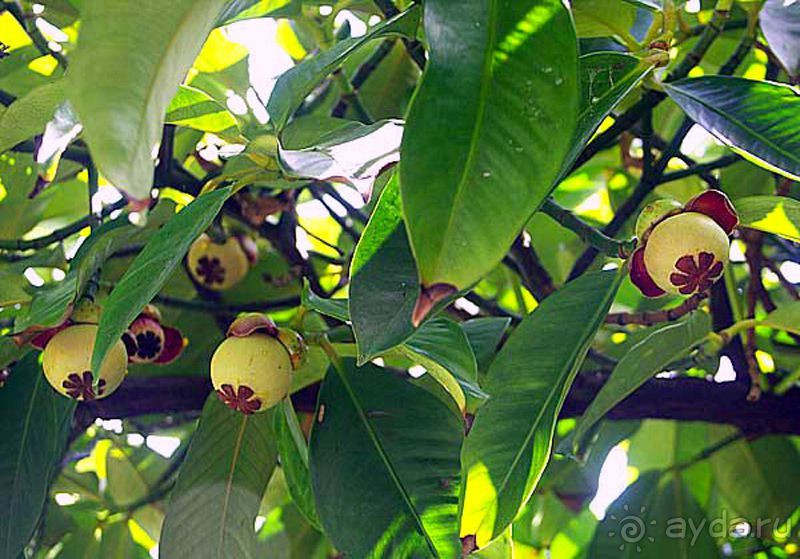 Фрукты, часть 2 ► Нячанг Вьетнам