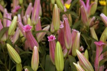 Цветочные украшения ► Нячанг Вьетнам