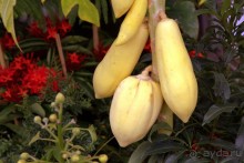 Цветочные украшения ► Нячанг Вьетнам