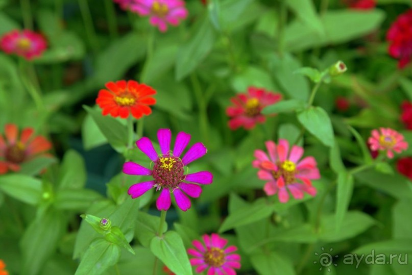 Цветочные украшения ► Нячанг Вьетнам