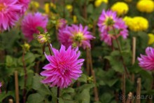 Цветочные украшения ► Нячанг Вьетнам