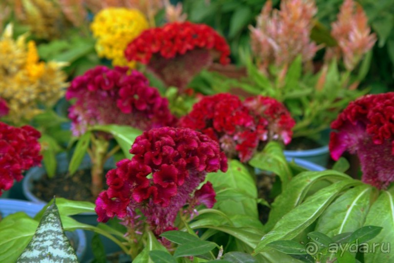 Цветочные украшения ► Нячанг Вьетнам