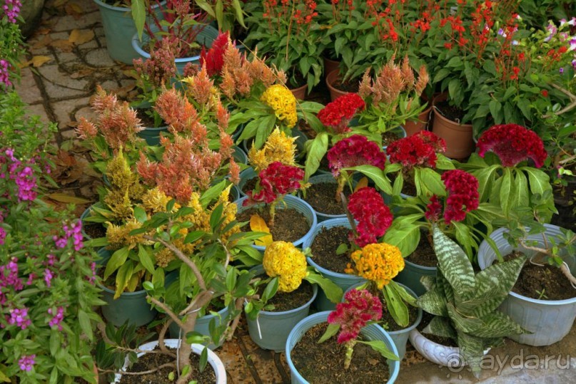 Цветочные украшения ► Нячанг Вьетнам