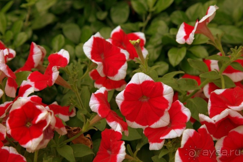 Цветочные украшения ► Нячанг Вьетнам