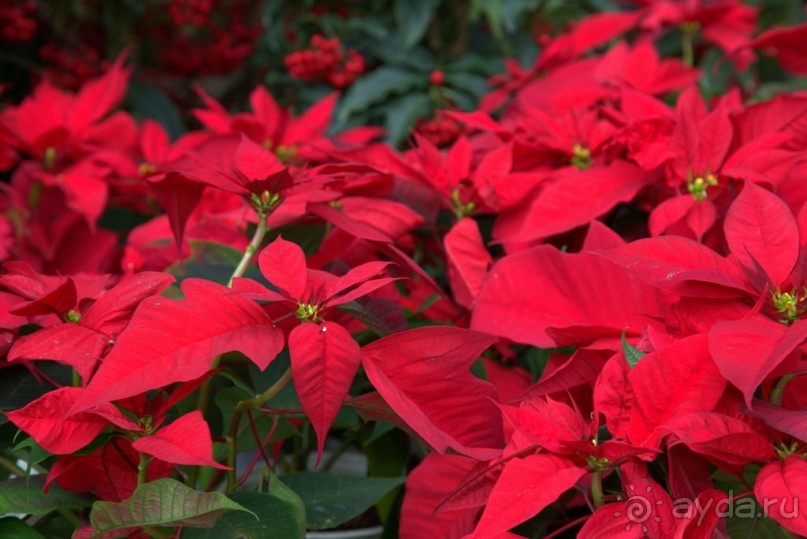 Цветочные украшения ► Нячанг Вьетнам