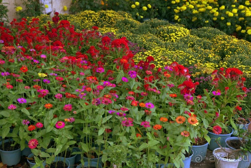 Цветочные украшения ► Нячанг Вьетнам