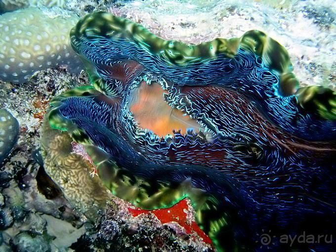 Дайвинг и сноркелинг. Нячанг Вьетнам