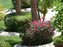 фото Pickalbatros Dana Beach Resort