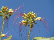 фото Pickalbatros Dana Beach Resort