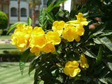 фото Pickalbatros Dana Beach Resort