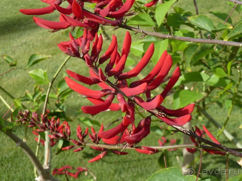 сладкие воспоминания