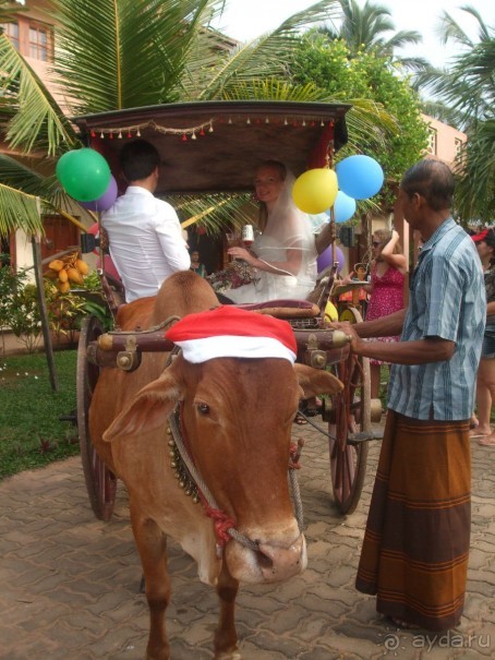 Мечты сбываются на "VILLE  LARISA"!!!