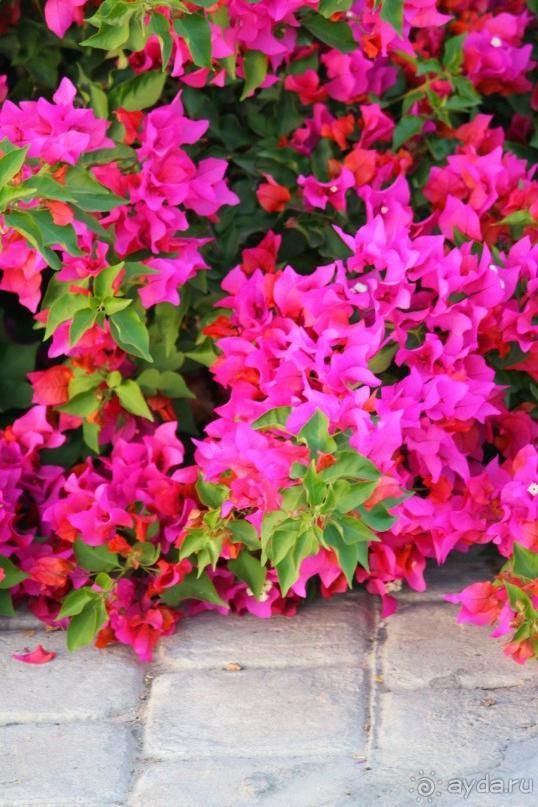 фото Noria Resort Namaa Bay