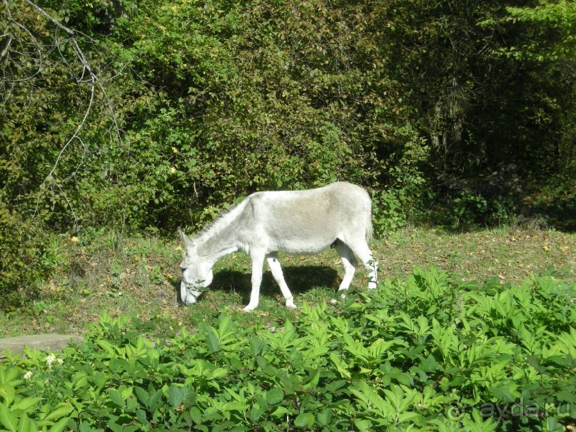 Этот ослик жил у дольменов