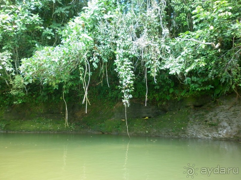 Альбом отзыва "Джунгли Эквадора"