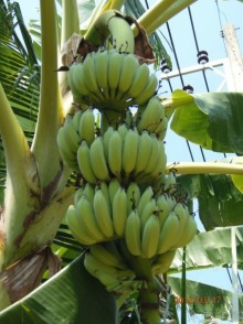 фото Klong Prao Resort