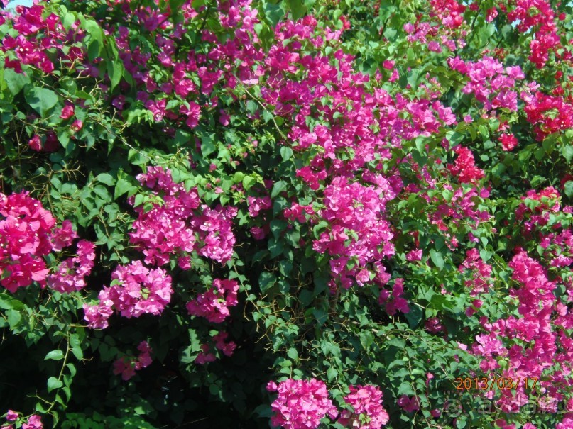 фото Klong Prao Resort