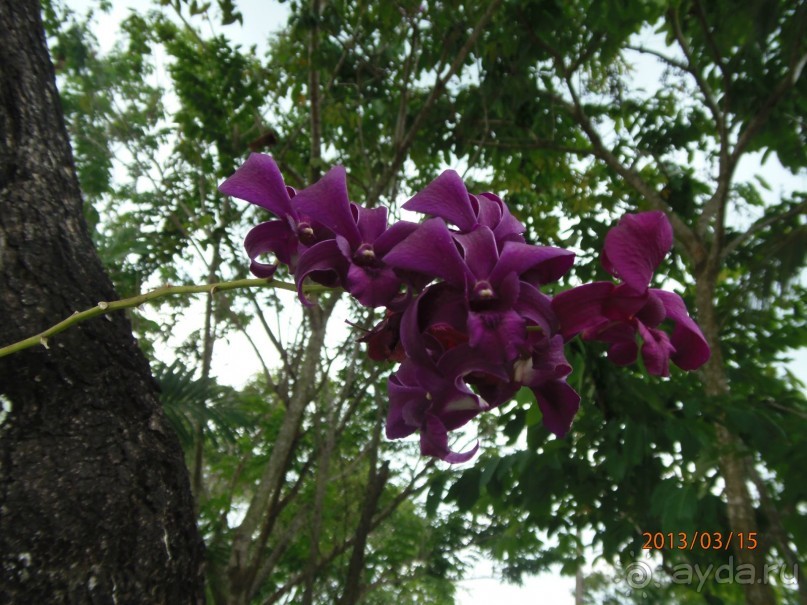 фото Klong Prao Resort