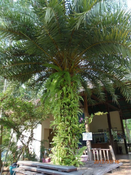 фото Klong Prao Resort