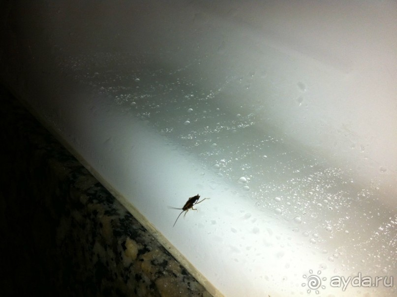 В отеле тараканы!