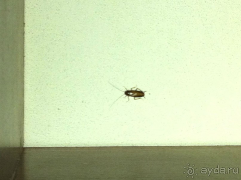 В отеле тараканы!