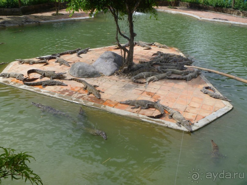 Крокодиловая ферма (экскурсия на ЯнгБай)