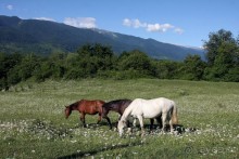 Отдых на море в Абхазии + сафари в горы! Этот отдых в Абхазии не забудем никогда!