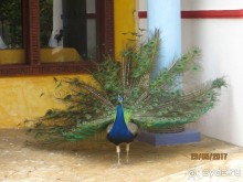 доминикана