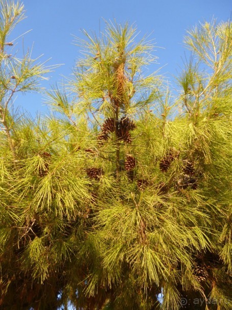 У подножия акрополя. Ч.3.