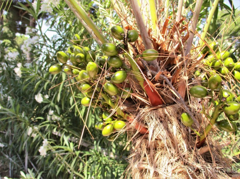 Греческая  "кругосветка". Современные Афины. Озеро Марафон.