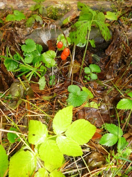 Путешествие по Казани. Раифский монастырь.