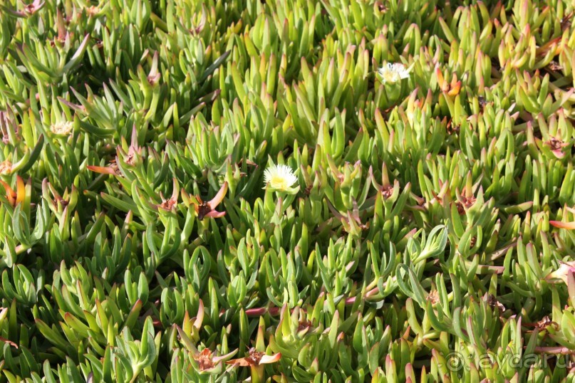 Тенерифская сказка. Часть 1 "Карнавал солнечного света"