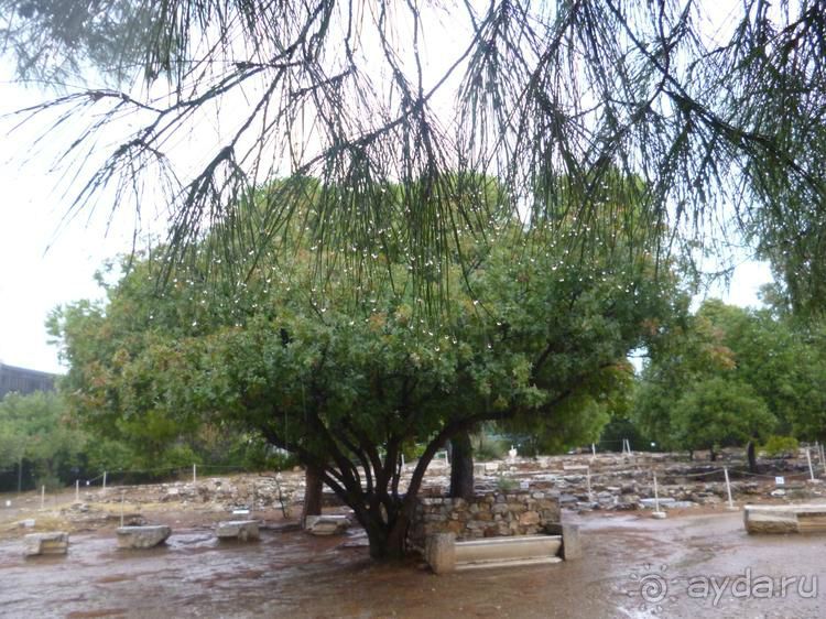 X. Семь корешков одного билета. Храм Зевса Олимпийского