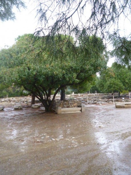 X. Семь корешков одного билета. Храм Зевса Олимпийского