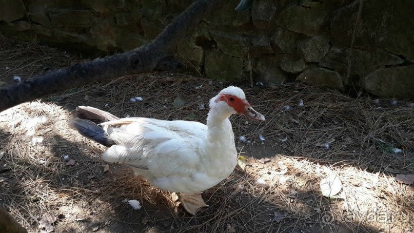 Магия греческого города. Салоники. Зоопарк и МК "Диапласи"